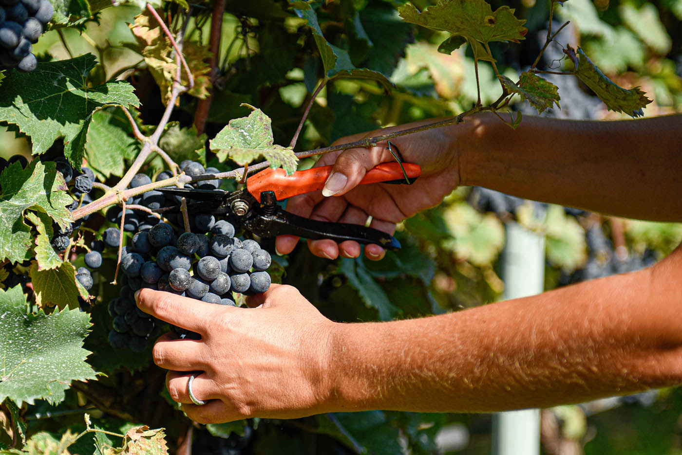 Vigneti di Marzemino a Isera, in Vallagarina