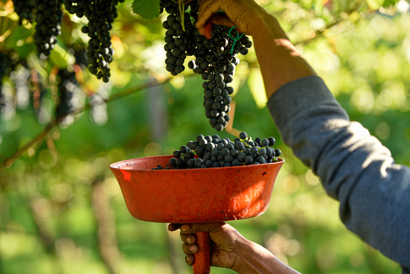 Vigneti di Marzemino a Isera, in Vallagarina