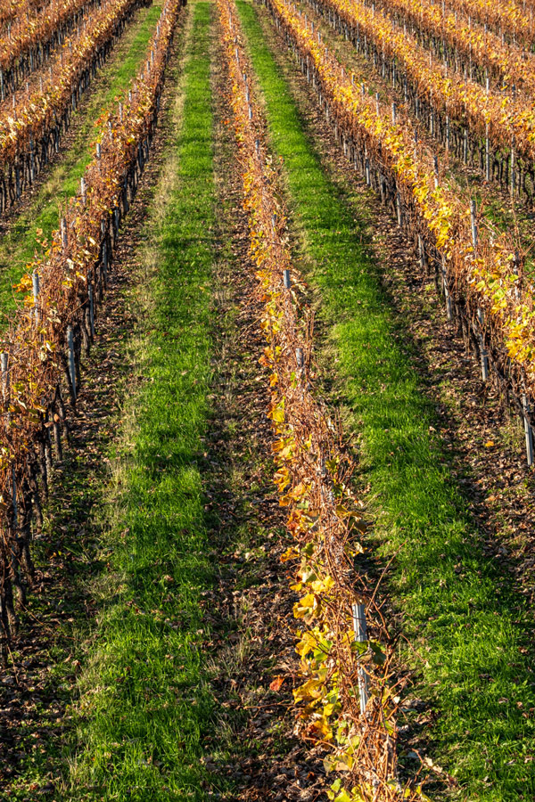 Vigneti terrazzati della Vallagarina, Isera