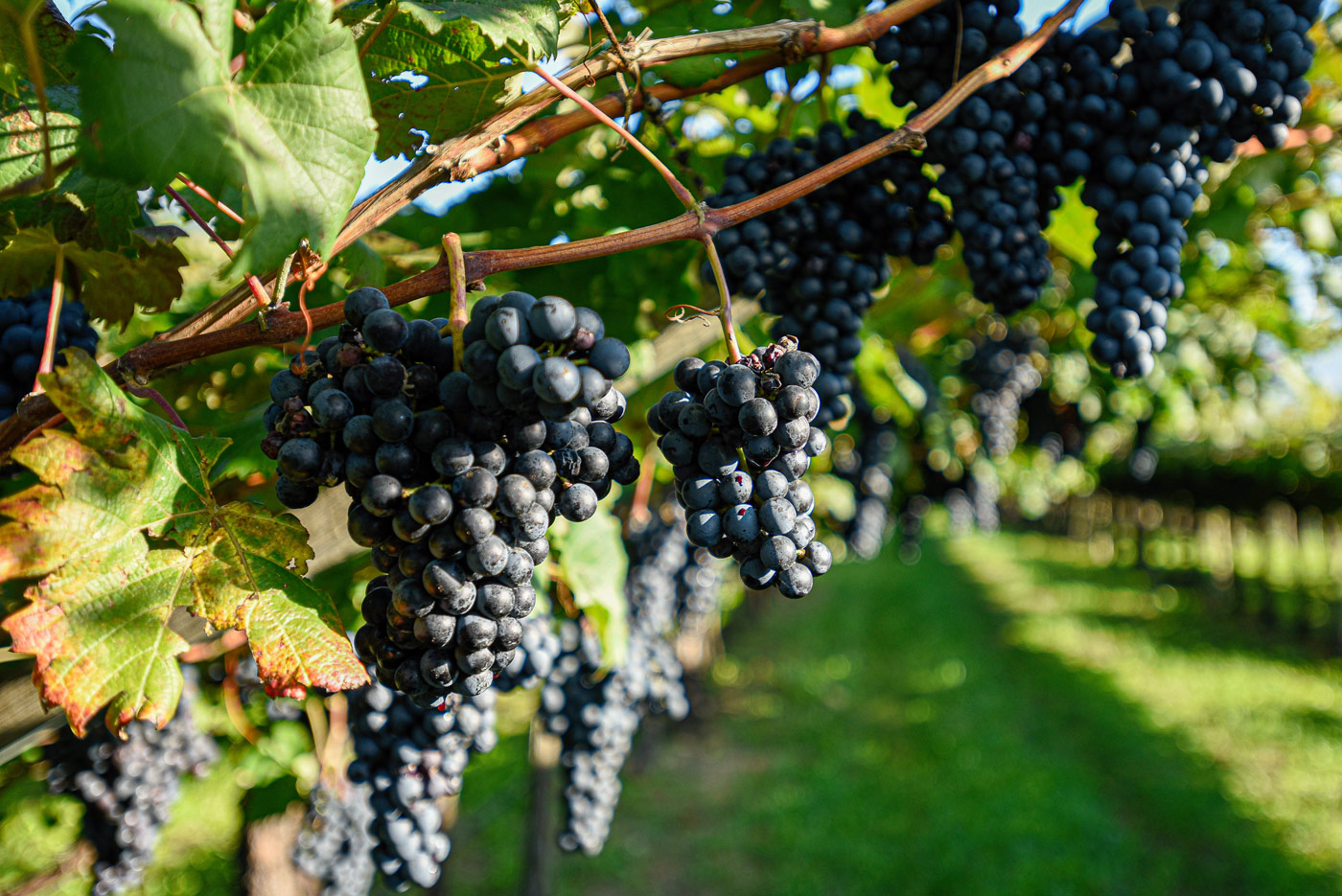 Vigna di Marzemino a Isera, Vallagarina