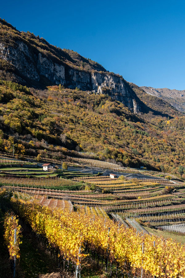 Vigneto di Marzemino a Isera