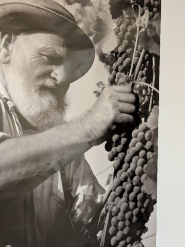 Edizione della Vigna Eccellente – foto 19